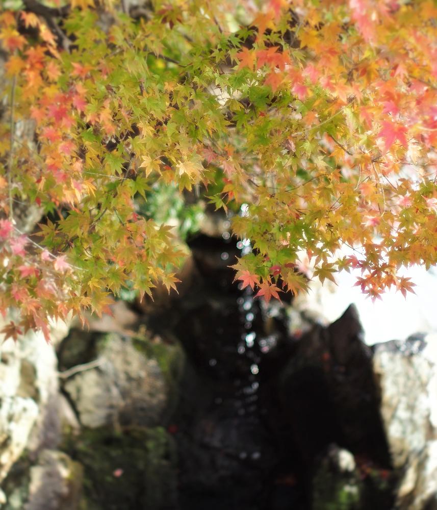 お出かけ先の画像 by Je suis…さん | お出かけ先とモミジと紅葉と愛知とamour.と豊橋と好きな色と『紅葉』コンテストとお気に入りとJe suis… ,verte.と植中毒と好き♡とTrès bien!