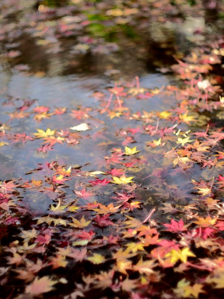 お出かけ先の画像 by Je suis…さん | お出かけ先とモミジと紅葉と愛知とamour.と豊橋と好きな色と『紅葉』コンテストとお気に入りとJe suis… ,verte.と植中毒と好き♡とTrès bien!と『赤色植物』コンテスト