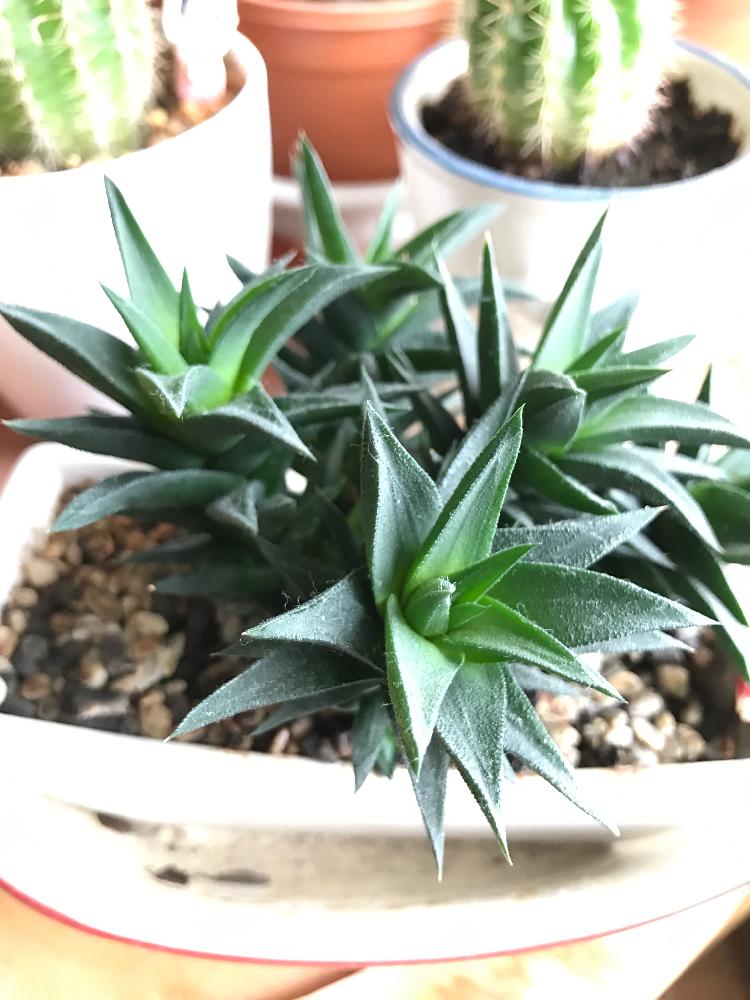 部屋の画像 by コルリさん | 部屋と名前を教えて!と観葉植物