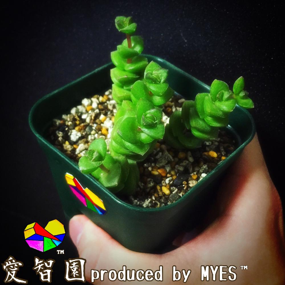 テラスの画像 by 愛智園 produced by MYES™️さん | テラスと数珠星と愛智園と多肉植物と男前植物とボタニカルライフとクラッスラ属とお星様シリーズと多肉ちゃんと直射日光とお星様と植中毒と多肉植物とサボテンとタニラーと花のある暮らしとクラッスラと個性的とアウトドアリビングとMYES™️と男前と数珠星☆とバルコニスト