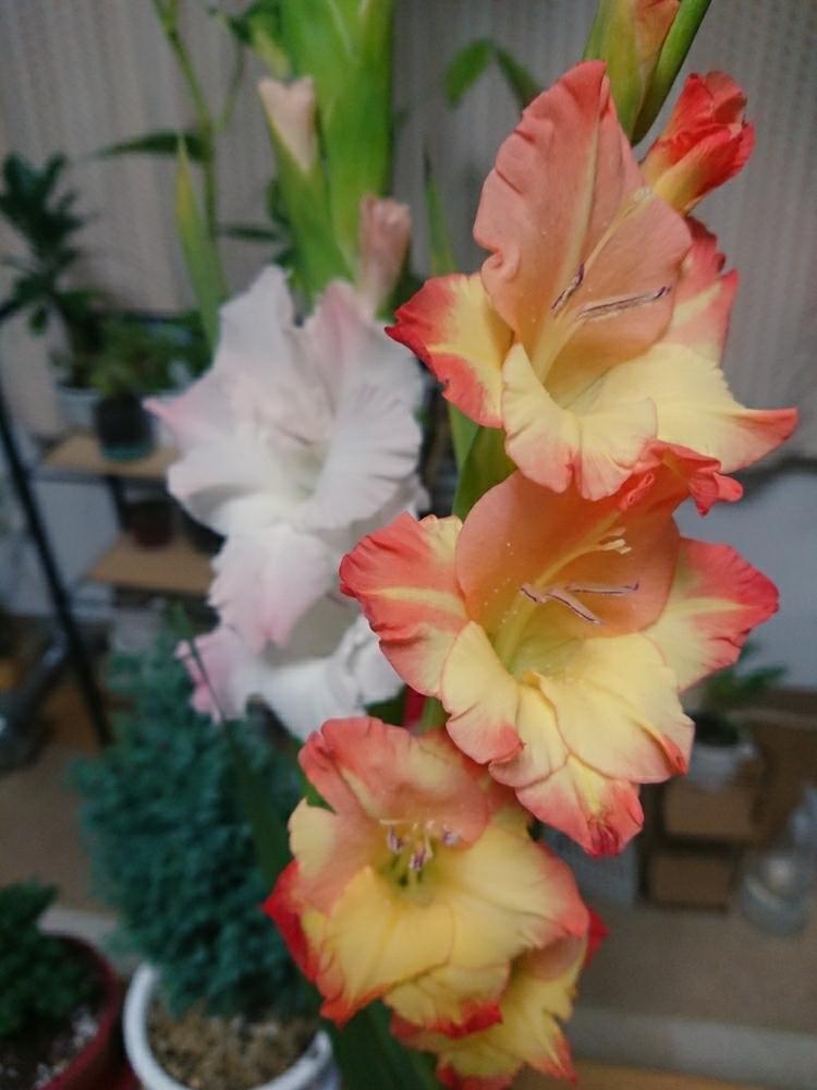 部屋の画像 by ぽぽんさん | 部屋とグラジオラスと花のある暮らしと切り花と球根植物