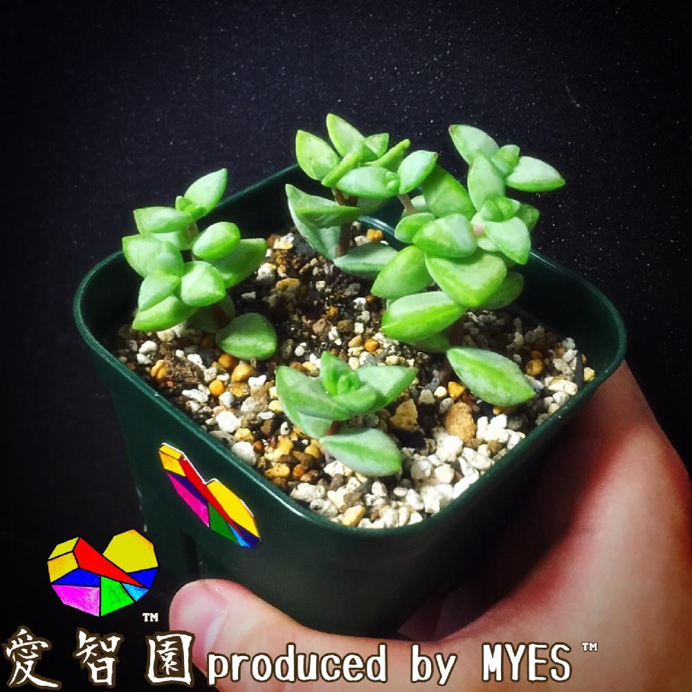 テラスの画像 by 愛智園 produced by MYES™️さん | テラスとルペストリスと愛智園と多肉植物と男前植物とボタニカルライフとクラッスラ属とお星様シリーズと多肉ちゃんと愛星 クラックス属と直射日光とお星様と植中毒と ルペストリスと多肉植物とサボテンとタニラーとクラッスラと個性的とアウトドアリビングとMYES™️と男前とバルコニスト