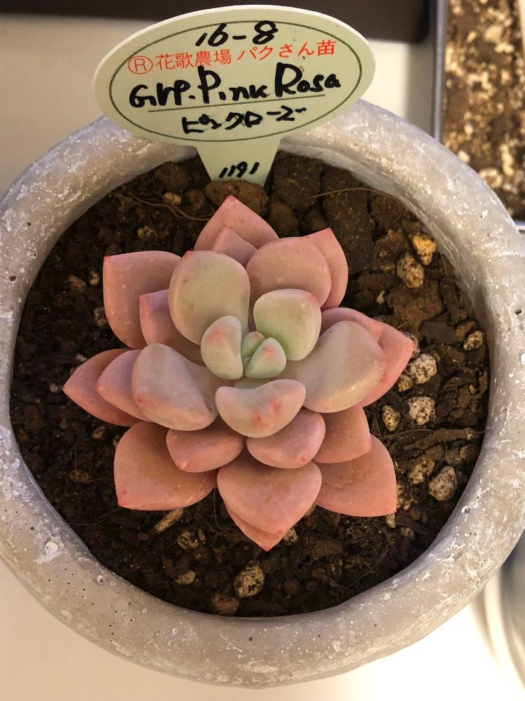 部屋の画像 by あおさん | 部屋と植中毒とタニラーと花のある暮らしと可愛いピンク色♡とピンクローズ❤︎