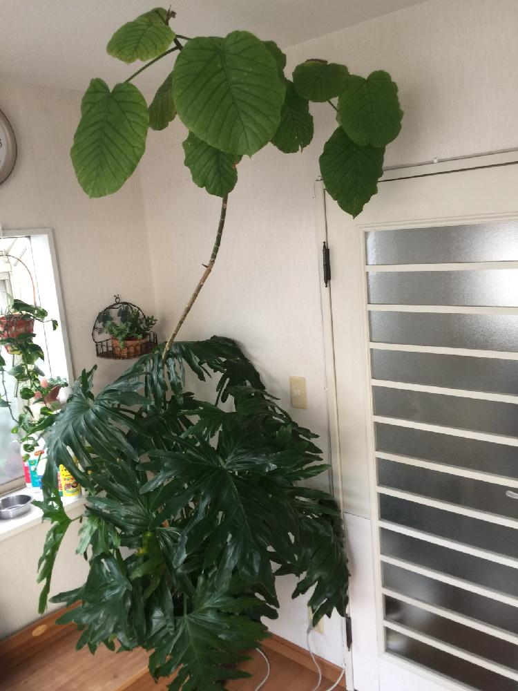 壁/天井の画像 by まちすけさん | 壁/天井とウンベラータとセロームと観葉植物とのびすぎーと鉢/プランター専門と植中毒と花のある暮らしとときどき多肉