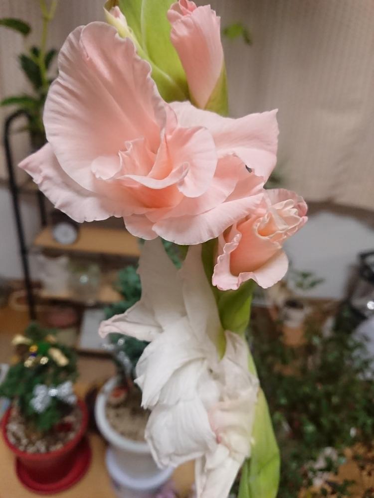 部屋の画像 by ぽぽんさん | 部屋とグラジオラスと花のある暮らしと球根植物と切り花