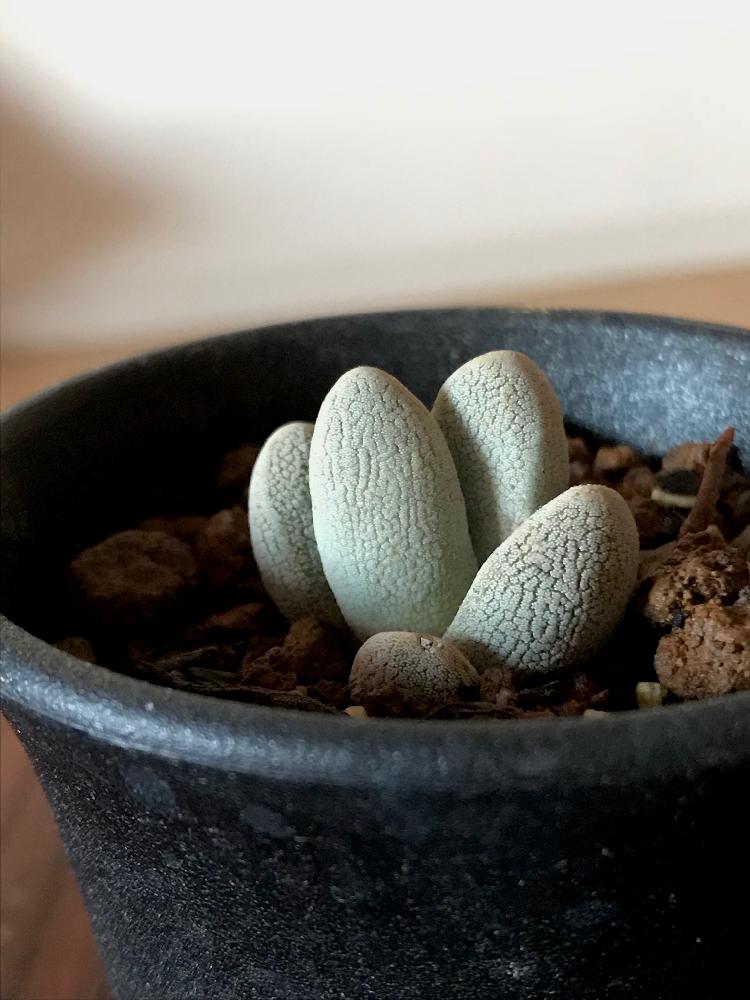 部屋の画像 by うさぎさん | 部屋と小夜衣とCrassula tectaと多肉植物と初心者ですと植中毒と今日の一枚とベンケイソウ科と『白色植物』コンテスト