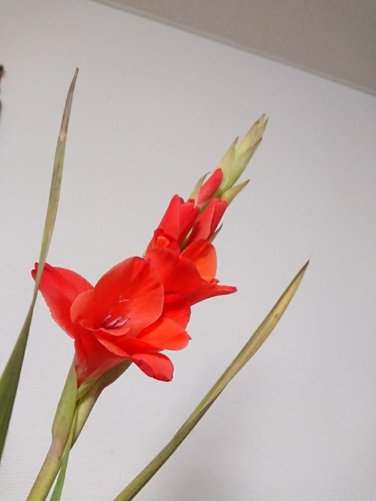 部屋の画像 by ぽぽんさん | 部屋とグラジオラスと花のある暮らしと球根植物と切り花と咲いた!