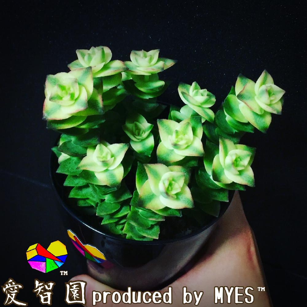 テラスの画像 by 愛智園 produced by MYES™️さん | テラスと南十字星と愛智園と多肉植物と男前植物とボタニカルライフとクラッスラ属とお星様シリーズと多肉ちゃんと直射日光とお星様と植中毒と多肉植物とサボテンとクラッスラ属 南十字星とタニラーと花のある暮らしとクラッスラと個性的とアウトドアリビングとMYES™️と男前とバルコニスト