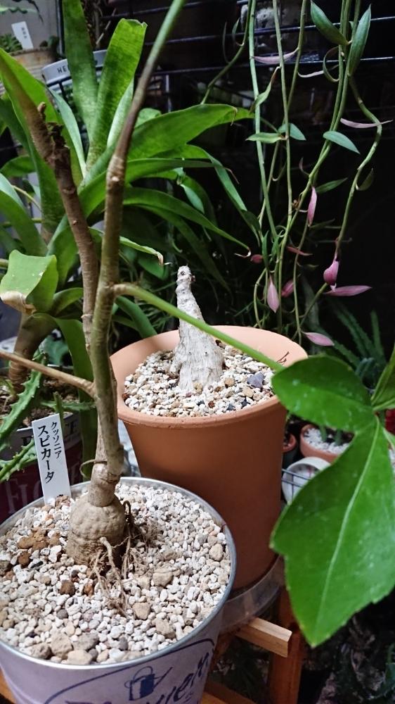 部屋の画像 by ブッチャンさん | 部屋とHTCとクッソニアスピカータと植中毒とHTC94番(^ω^)と狸太郎とHTC社員とバルコニスト