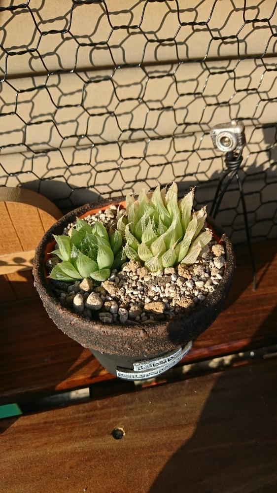 小さな庭の画像 by ぴろさん | 小さな庭と多肉植物と100均とハオルチア属と多肉大好きとダイソーと寄せ植えと多肉ちゃんと多肉植物寄せ植えと植中毒とハオルシア属 とタニラーと作家さんの作品と多肉初心者