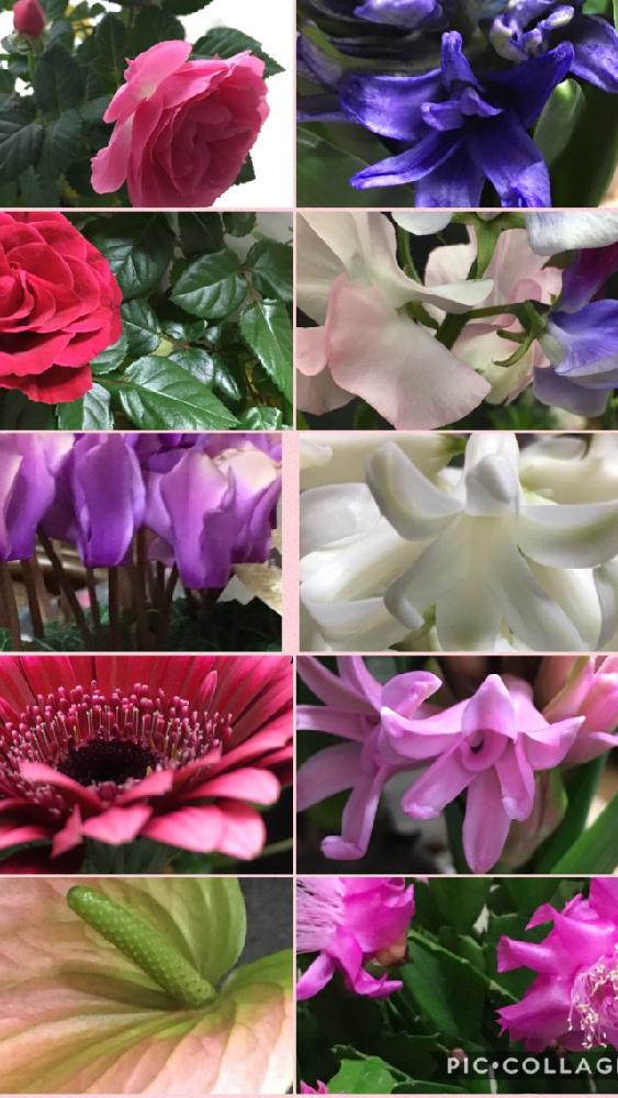 窓辺の画像 by 花が好きさん | 窓辺とミニ薔薇♡とミニ薔薇♡とサントリーセレナーディア、ブルーシクラメンとダリアとアンスリウムとヒヤシンスとスイトピーとヒヤシンスとヒヤシンスと薔薇咲きデンマークカクタスピンクローズと今日も笑顔で♡と紫色と薔薇愛同盟とかわいいピンク色♡と今年もあと僅かです。。とマダムクラブ会員No.58と花のある世界♡と赤い花とガーデニングと花のある暮らしと白い花と可愛いピンク色♡と癒される〜〜♡と香りするぅ〜〜♡