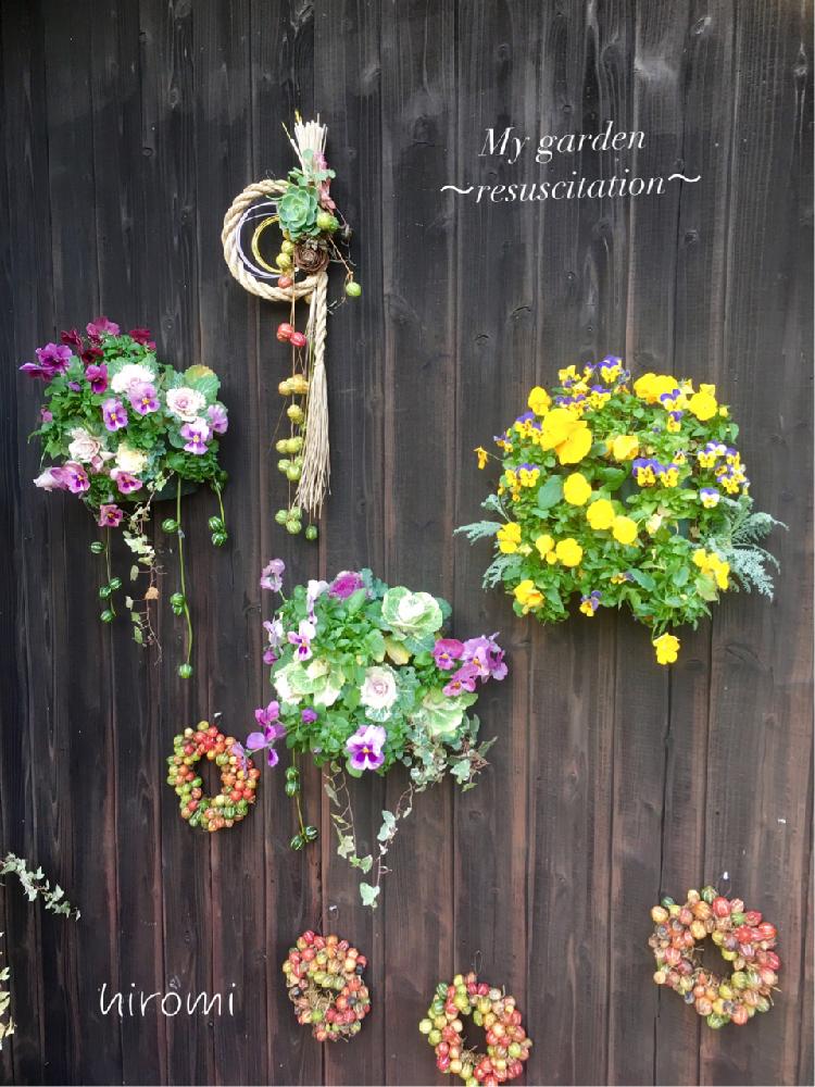 小さな庭の画像 by hiromi【My garden ~resuscitation~】さん | 小さな庭とオキナワスズメウリとちゅらうりリースとしめ飾りと可愛い実とオキナワスズメウリしめ飾りとスマイルアレンジメントと琉球おもちゃうりと『お正月飾り2018』コンテストとリース作り教室とオキナワスズメウリ☆と可愛いリースとオキナワスズメウリリース販売とリースと植物とお花で迎えるお正月と花のある暮らしとモモのオモチャウリとオキナワスズメウリアレンジとオキナワスズメウリ・リースとちゅらうりとオキナワスズメウリリースとアウトドアリビングと赤い実が可愛いと色の変わるリースと『ハンギング』コンテスト