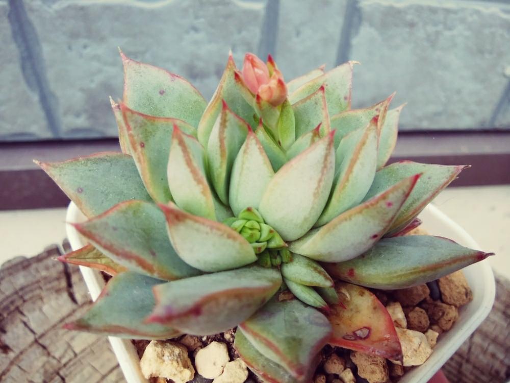 窓辺の画像 by CCCRスキさん | 窓辺と多肉植物と癒し…と植中毒としあわせ♡とタニラーと花のある暮らしとエケベリア パルバとエケベリア属とエケベリアグローリーとエケベリアツルギダと大和錦交配