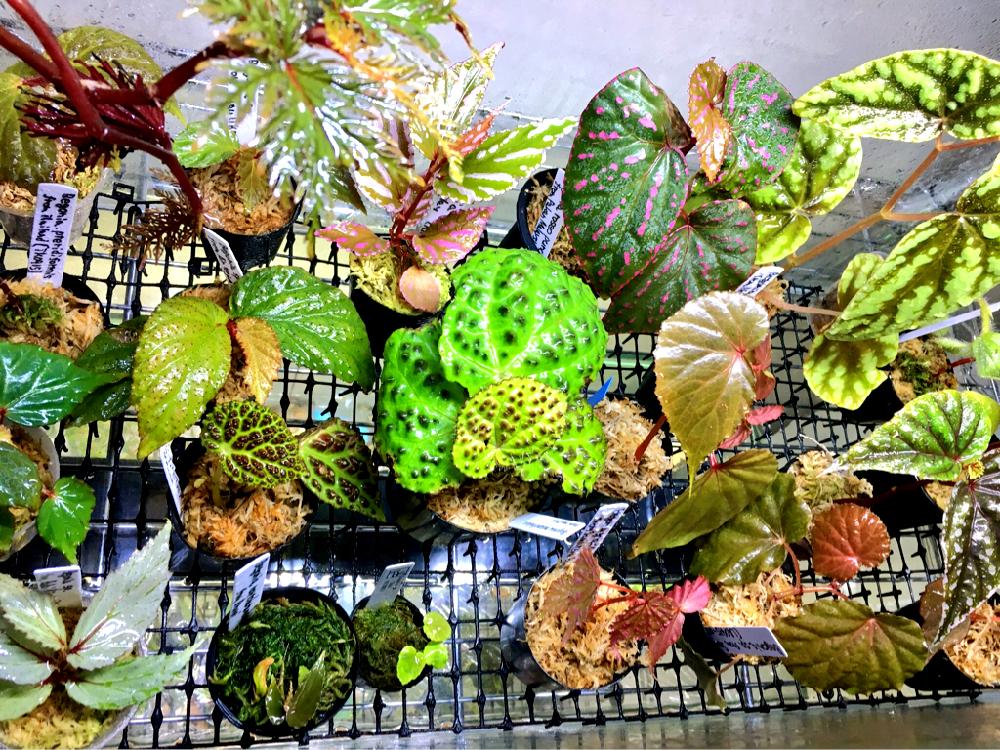 部屋の画像 by モレ吾郎さん | 部屋とホマロメナ属と着生植物とベゴニア属とミストプランツとベゴニア原種とノボタン科とシダ植物とイワタバコ科とベゴニア☆と熱帯植物