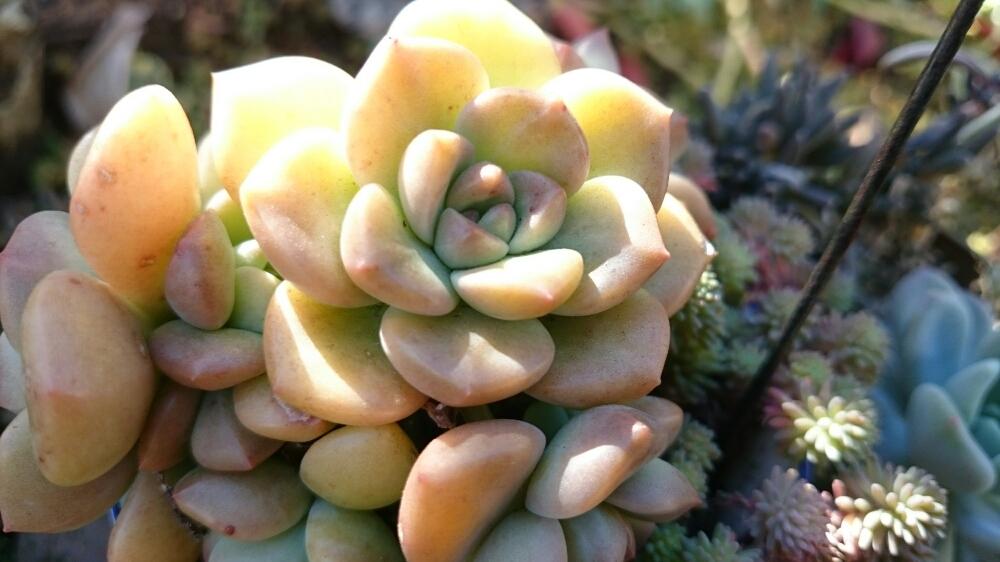 小さな庭の画像 by soraさん | 小さな庭とマルクスとマッコスと多肉植物と冬に負けない!と植中毒と百均出身と手作り花壇とタニラーと百均利用と屋外越冬と多肉寄せ植え