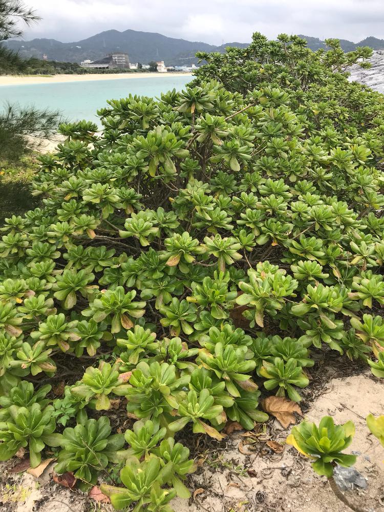 お出かけ先の画像 by ぷ〜にゃん♪さん | お出かけ先とクサトベラと21世紀の森公園と沖縄でよく見かける植物と海沿いで見かける植物と常緑低木と沖縄の冬景色と沖縄北部