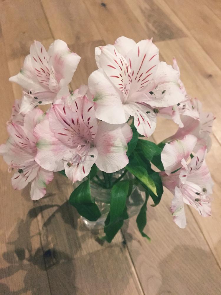 部屋の画像 by amさん | 部屋とアルストロメリアと植中毒と花のある暮らし