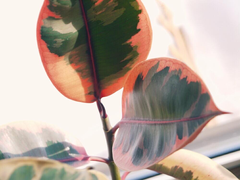 窓辺の画像 by 日和さん | 窓辺とゴムの木と寒さに負けないと北海道と観葉植物