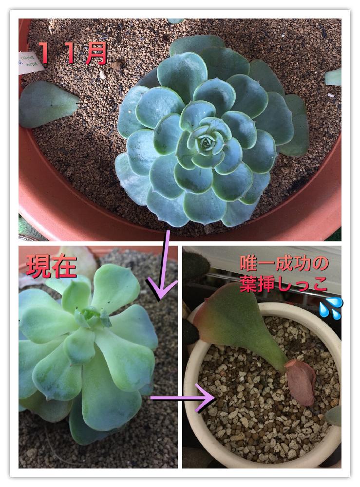部屋の画像 by ToniyMamaさん | 部屋とエケベリア七福神と多肉植物とタニパトと多肉中毒❤️とおひとり様♡とどんどん増えてねと我が家の多肉スペースと絶賛増殖中❗️とエケベリア属と新潟市とめざせ 群生♡と多肉女子と癒し…♡と永遠の初心者とお気に入り❤とすくすく育ってね♡とsucculent