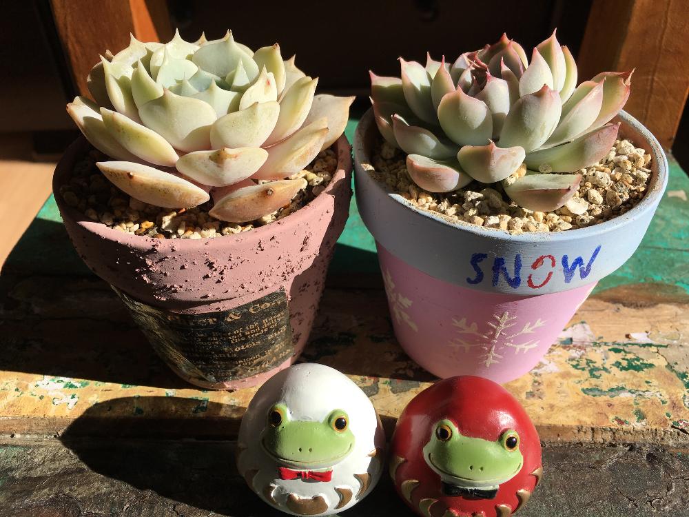 インテリアの画像 by 辛子さん | インテリアと白雪姫とデレッセーナと多肉植物とコポーとわが家の多肉スペースとGS映えと植中毒と今日の一枚とリメ鉢とエケベリア女子と多肉女子とタニラーとカエル