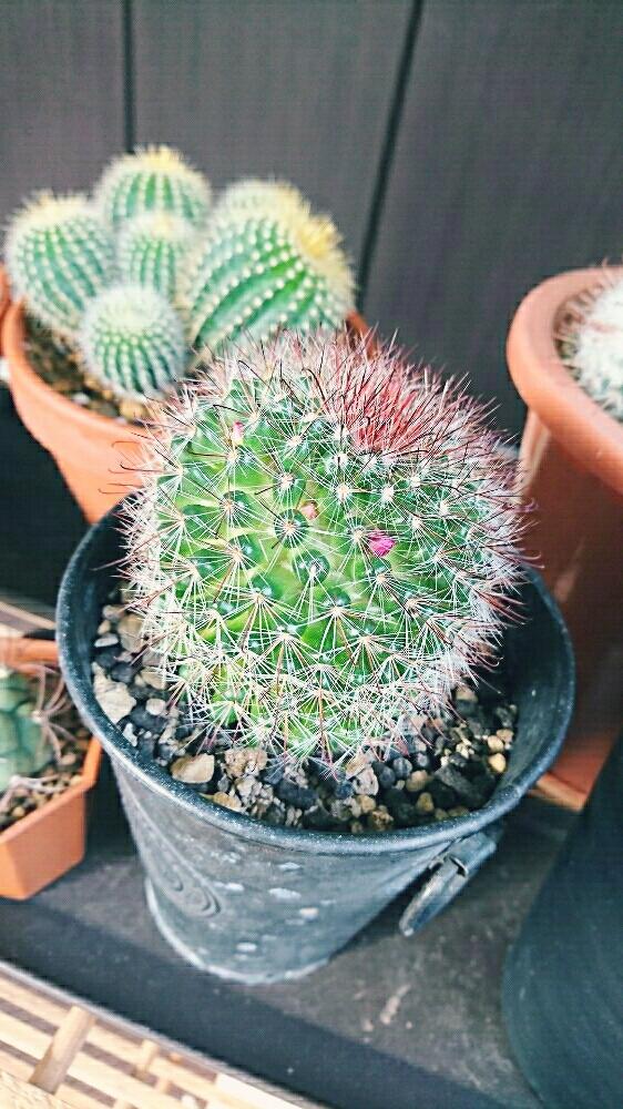 窓辺の画像 by なおさん | 窓辺と月影丸とサボテン科と室内とつぼみとdeco+の月影丸(仮)と植中毒と室内越冬とノトカクタス 金晃丸と成長記録とおおきくなあれ