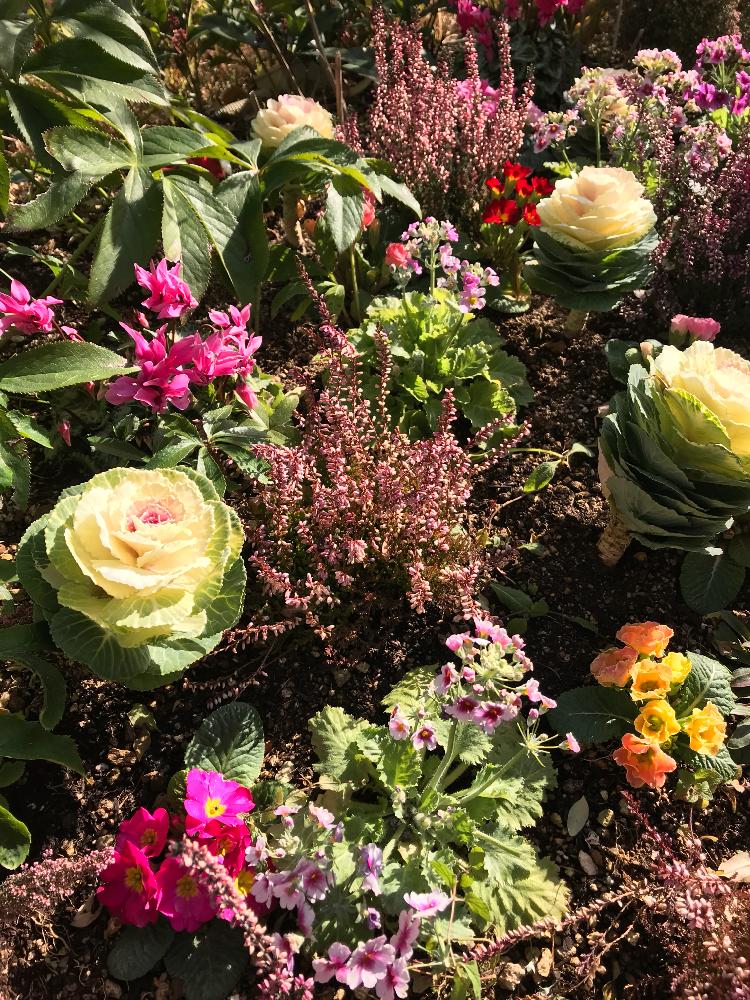 アプローチの画像 by まーのさん | アプローチとお正月用と花のある暮らしとハボタンの寄せ植えとハボタン♪