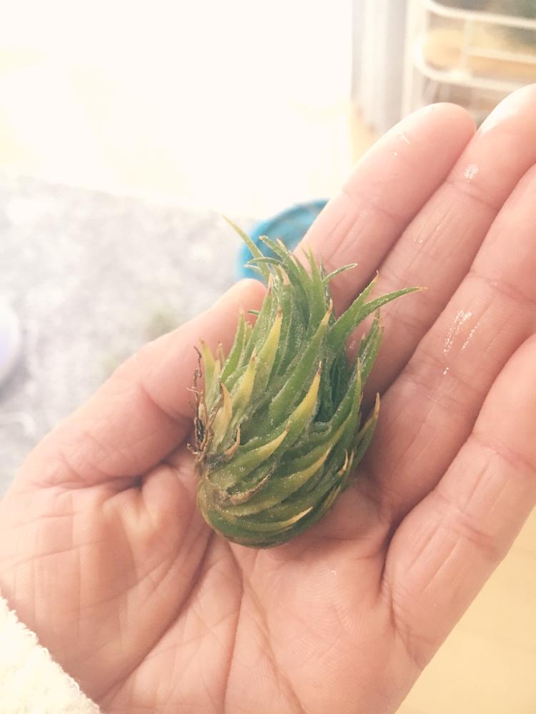 インテリアの画像 by パルさん | インテリアと観葉植物を楽しむとティランジアアエラントスとエアプランツ チランジアとエアプランツ イオナンタと観葉植物とカピタータ☆とティランジア プンクツラータとチランジアストレプトフィラ♡*.+゜とエアプランツ ティランジアとドラティーとティランジアベルゲリとティランジアコーナーとティランジア属と植中毒とエアプランツストレプトフィラとカピタータイエロースターとティランジアモーリアナとエアプランツ(空中栽培)とティランジア ドラティーとエアプランツ