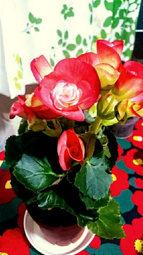インテリアの画像 by hisakoさん | インテリアとベゴニアと花のある暮らしと育成記録と鉢植えのお花と成長を見守ります