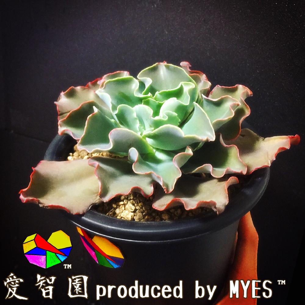 テラスの画像 by 愛智園 produced by MYES™️さん | テラスと高砂の翁と愛智園と多肉植物と男前植物とボタニカルライフとロゼットと多肉ちゃんと交配種と直射日光と植中毒とエケベリア属と多肉植物とサボテンと 高砂の翁とタニラーと花のある暮らしと個性的とアウトドアリビングとMYES™️と男前と大型エケとバルコニスト