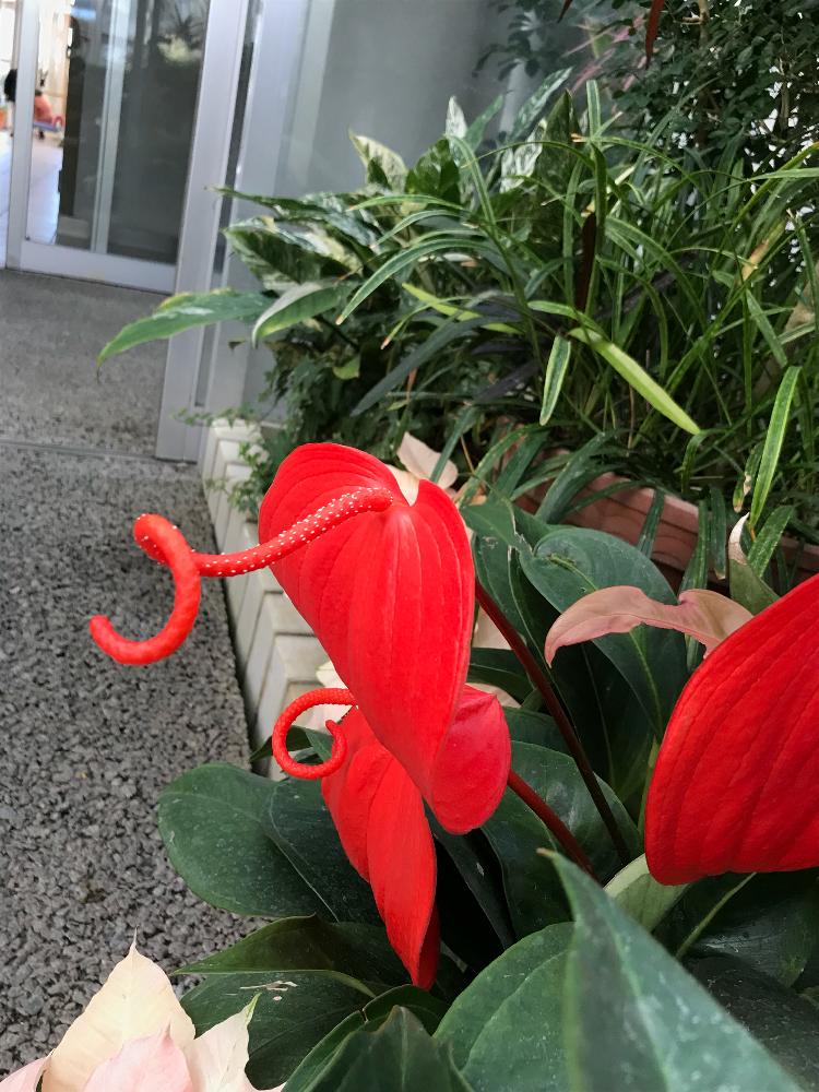 お出かけ先の画像 by ひまこさん | お出かけ先とアンスリウムとキュンキュン乙女倶楽部と植中毒と花のある暮らしと2018燃えるような赤