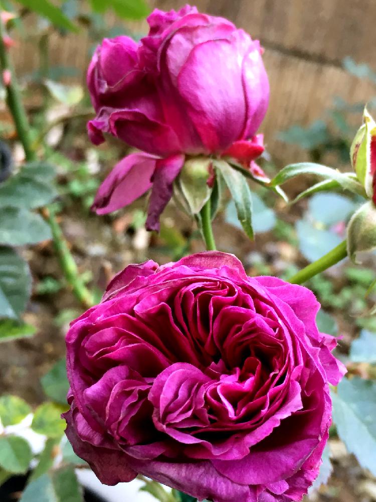 の画像 by メグさん | 元気いっぱいと薔薇愛同盟とがんばれ!がんばれ!とよろしくね♡といつもありがとう♡と嬉しいと癒しと綺麗と小さな幸せ♡と花のある暮らしとお疲れ様でしたと薔薇♪とかわいいな♡とグレープドロップス