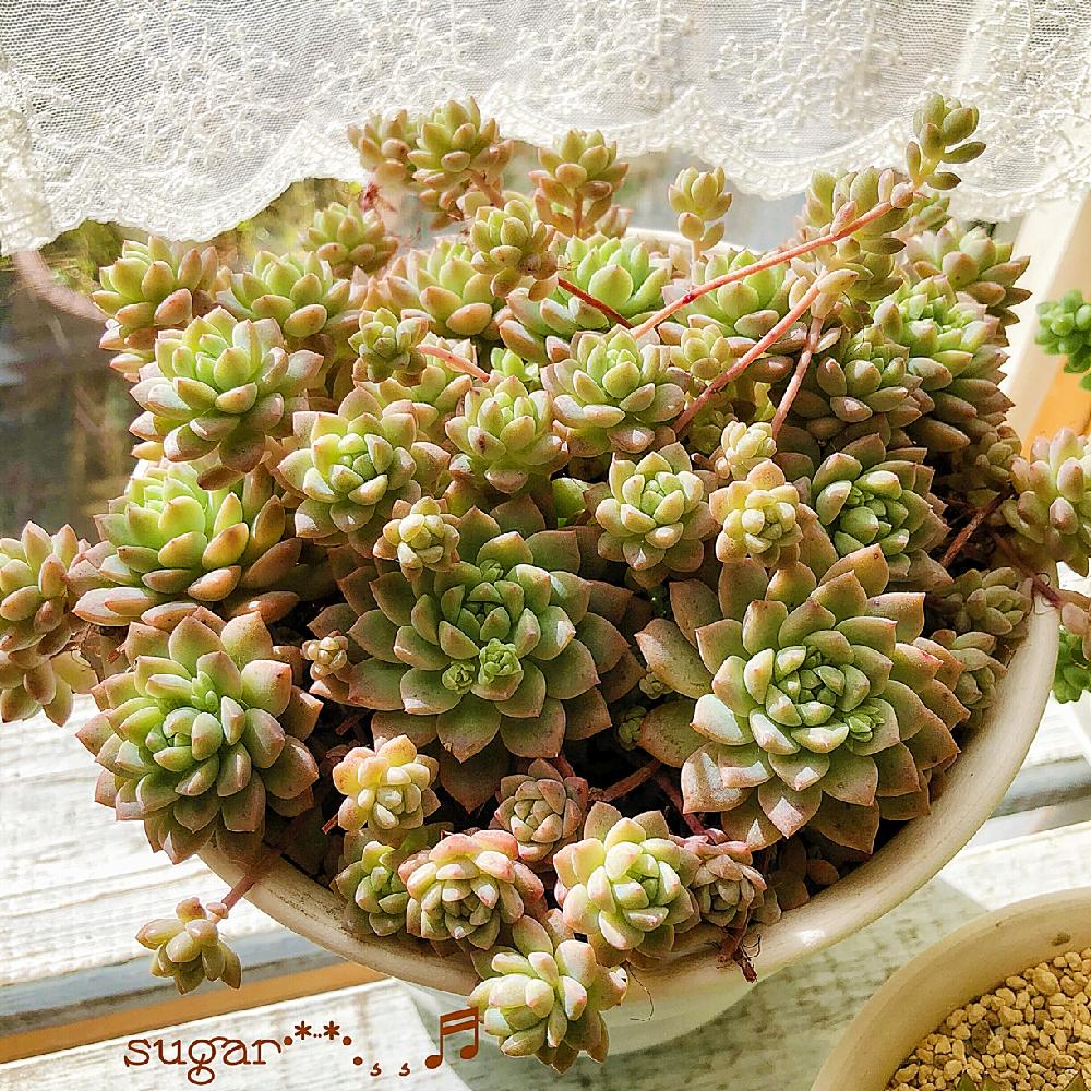 窓辺の画像 by sugarさん | 窓辺と多肉植物と プロリフェラと日当たり良好と可愛いと花のある暮らし