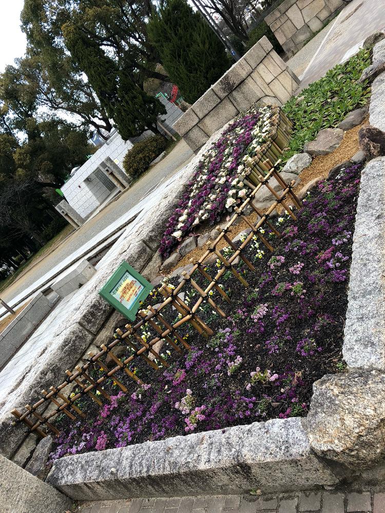 お出かけ先の画像 by gioさん | お出かけ先とハボタンとパンジーとアリッサムとiPhoneXと通勤途中と大阪城公園と植栽とiPhone撮影