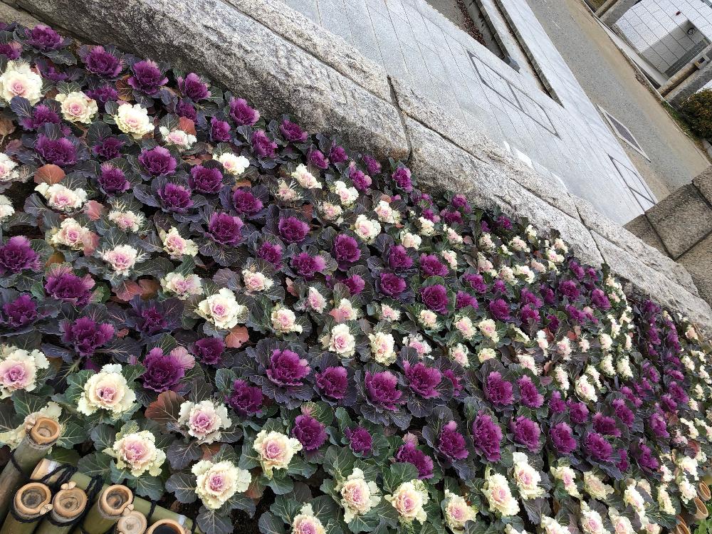 お出かけ先の画像 by gioさん | お出かけ先とハボタンとiPhoneXと通勤途中と大阪城公園と植栽とiPhone撮影