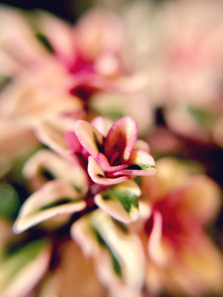 の画像 by さっささん | フォックスリータイムと植中毒とハーブとハーブ タイムと地植え