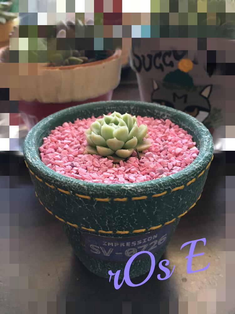 窓辺の画像 by rOsEさん | 窓辺とヒューミリスと多肉中毒と多肉植物と多肉マニアと多肉大好きと植中毒とリメ鉢とタニラーとタニクちゃんと多肉初心者とリメイク鉢
