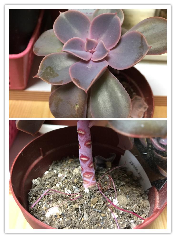 部屋の画像 by ToniyMamaさん | 部屋とパールフォンニュルンベルグと多肉植物とタニパトと多肉中毒❤️とおひとり様♡とどんどん増えてねと優しい色合い♡と我が家の多肉スペースと絶賛増殖中❗️とスカスカ、ワサワサとエケベリア属と新潟市と多肉女子と植え替えたいと癒し…♡と植え替え決定!と永遠の初心者と室内管理とsucculentと美人さん❤️