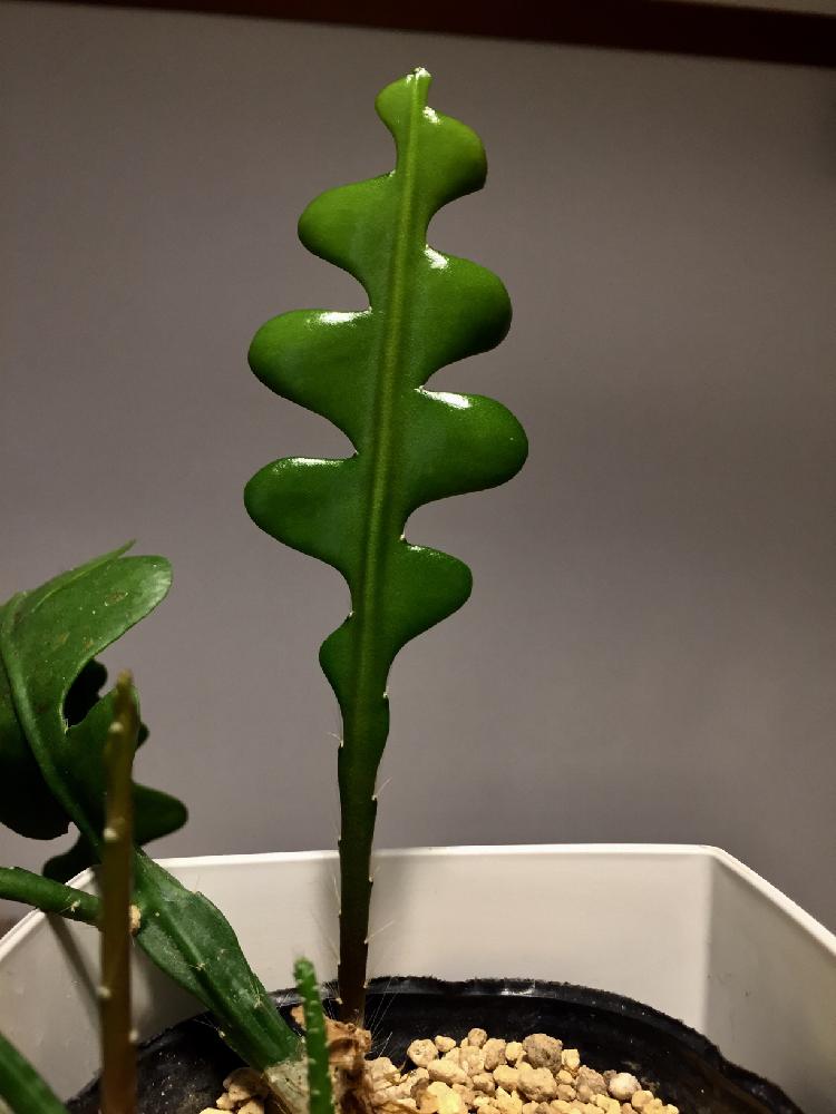 部屋の画像 by Petrichorさん | 部屋とEpiphyllum anguligerと観葉植物と多肉植物とタニラーとサボテン科と多肉男子と多肉女子と多肉男女