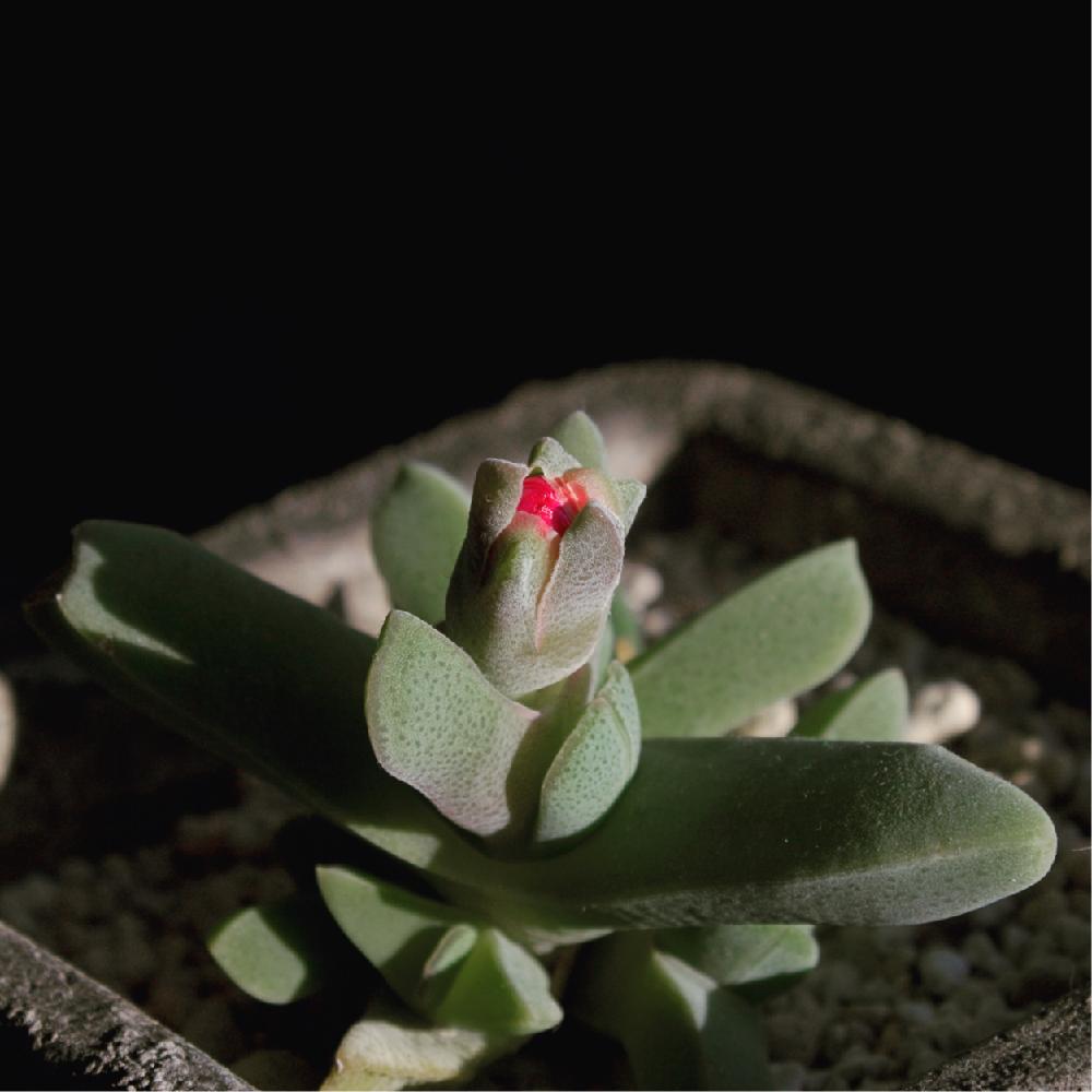インテリアの画像 by u.nirさん | インテリアと多肉植物とインテリアグリーンと観葉植物