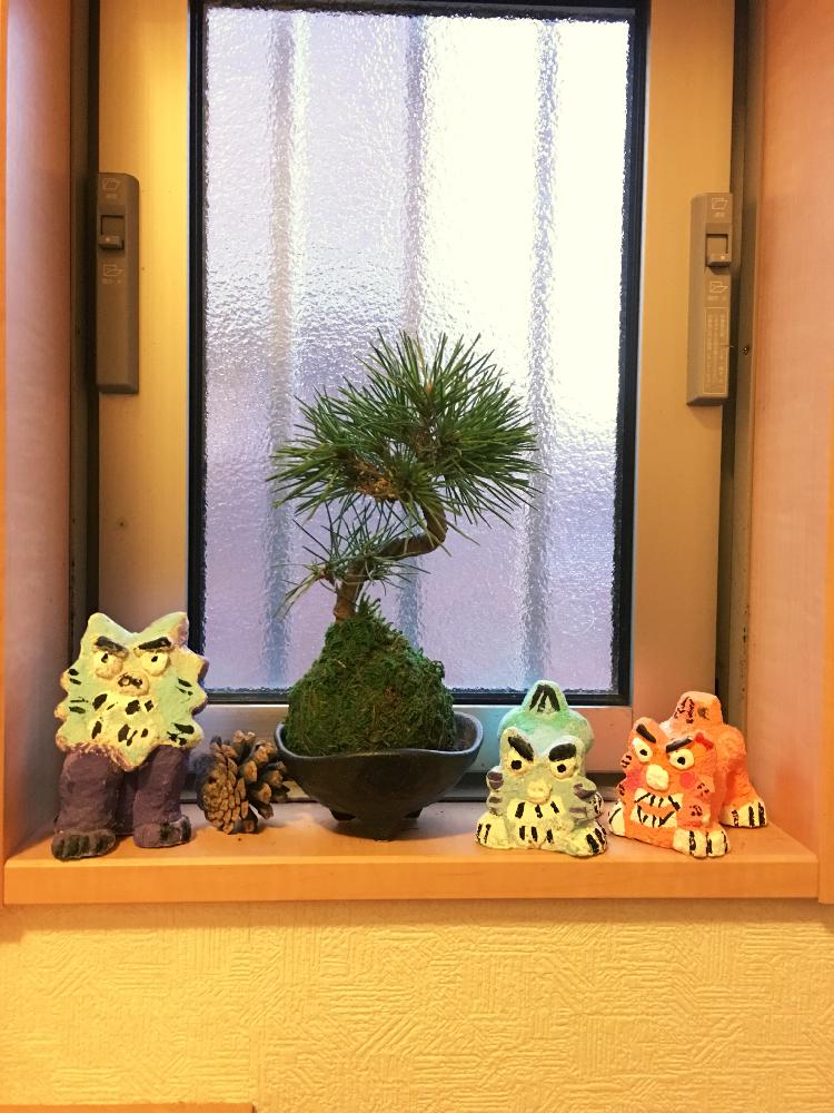 玄関の画像 by けにしさん | 玄関とマツと植中毒と観葉植物とミニ盆栽と苔玉