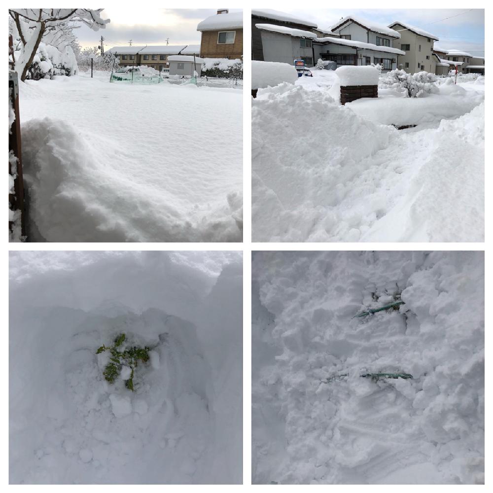 小さな庭の画像 by OGHRttmさん | 小さな庭と大根と越冬頑張ろうと只今越冬中❗️と越冬と家庭菜園とお外で越冬と今年もまた雪かきかー❄と越冬心配