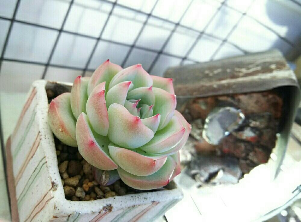 バルコニー/ベランダの画像 by さゆりんさん | バルコニー/ベランダとクリスタルローズと多肉植物とおひとり様♡とお気に入り♡とjunkarrowさん♪とGS映えと多肉のある暮らしと植中毒とサビサビ雑貨とタニラーとガーデニングと多肉多肉多肉とさゆりんエケとエケベリア属とリスの木