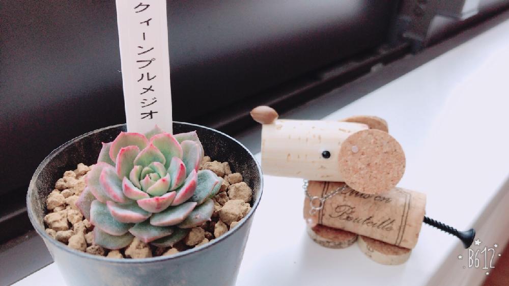 お出かけ先の画像 by あいさん | お出かけ先と多肉植物と即売会と多肉は癒しとピンクとエケベリア属と多肉女子と可愛い