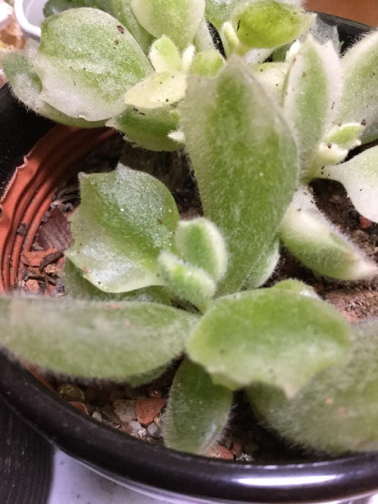 の画像 by むつみやさん | 多肉植物と斑入熊童子と植中毒と今日の一枚と万年多肉初心者とジュレった?