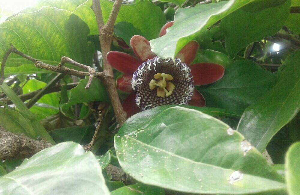 広い庭の画像 by matisiaさん | 広い庭とPassiflora alataと海外のお野菜、果物と熱帯果樹と観葉植物とトロピカルフルーツと家庭菜園と果樹と食べられると亜熱帯果樹と楽しい家庭果樹と美味しいと南国フルーツとGS映えと果物とくだものと植中毒と無農薬❤家庭菜園と観賞兼用果樹と家庭果樹と珍奇植物と花のある暮らしとタイでガーデニングとフルーツと300いいね!