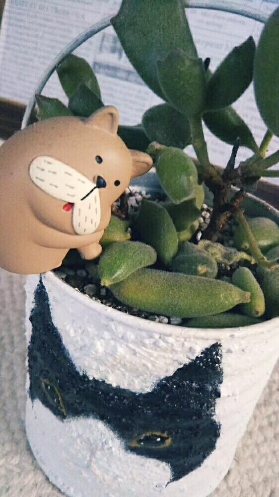 部屋の画像 by しのんさん | 部屋と仔猫の爪と悲しいとショック!とHTCと休日の午後としょんぼりブルくんとねね缶とかわいい♡