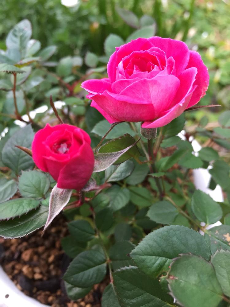 小さな庭の画像 by まっきんさん | 小さな庭とばら バラ 薔薇とミニバラが元気と成長中と名前は忘れちゃったよと癒されると花のある暮らしと寒すぎとバラ・ミニバラと冬なのにと寒い
