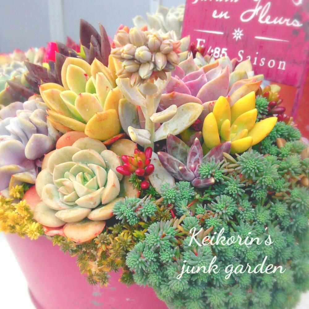 棚の画像 by けいこりんさん | 棚と多肉植物と寒さに負けないと遊び心とボタニカルライフと多肉大好きと普及種と紅葉する多肉とGS映えと多肉植物寄せ植えと雨ざらしと植中毒とタニラーと可愛いと多肉寄せ植え