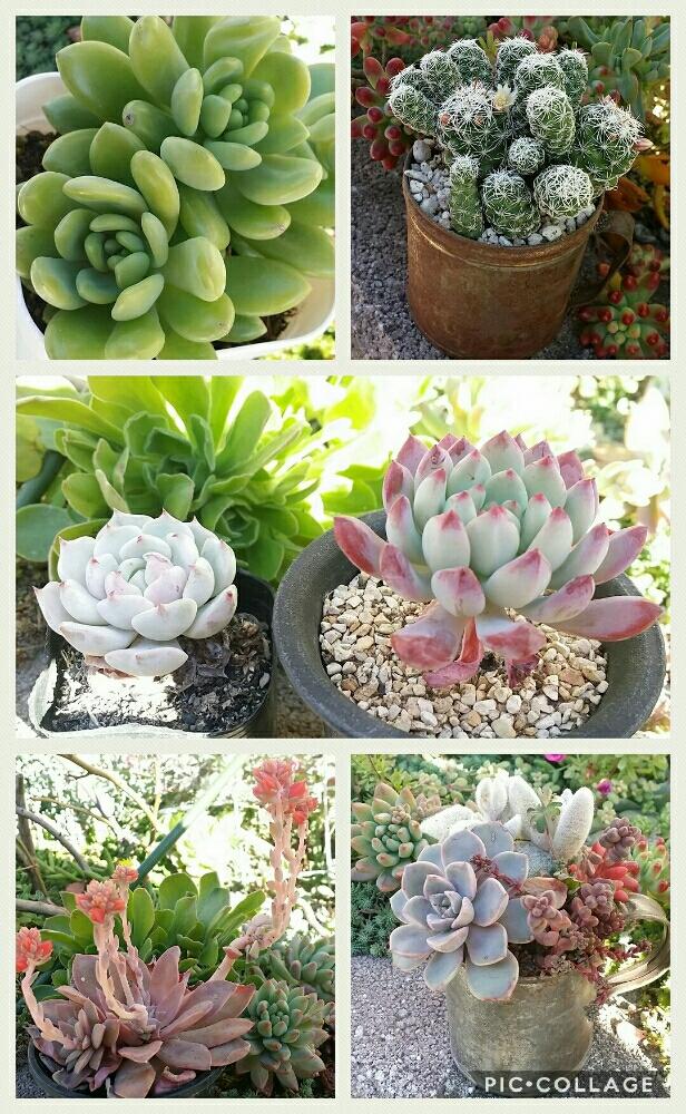 小さな庭の画像 by YURANさん | 小さな庭と多肉の寄せ植えとイベントと寄せ植えと花壇と紅葉する多肉と多肉植物寄せ植えと小さな花壇とナチュラルガーデンとベランダガーデンと今日のお花と手作り市と骨董市とガーデニング雑貨とエケベリア属と多肉女子とタニラーと雑貨とハンドメイドとガーデニングと花のある暮らしと古道具とジャンクガーデンと多肉寄せ植えと地植えと多肉苗