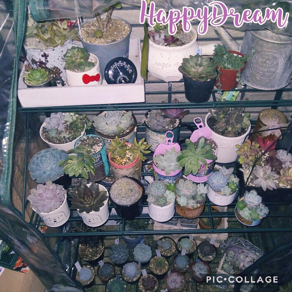 小さな庭の画像 by はぴどり(happy dream✨)さん | 小さな庭と多肉植物とビニール温室と多肉女子とタニラーと多肉温室